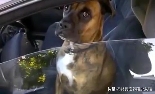 金毛狗狗中暑症状和解救方法,狗狗如何防止猫咪中暑