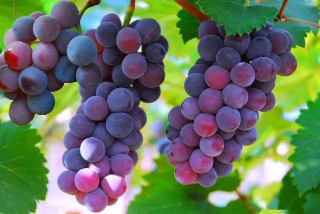 绿源山水一日游,绿源山水有什么好玩的