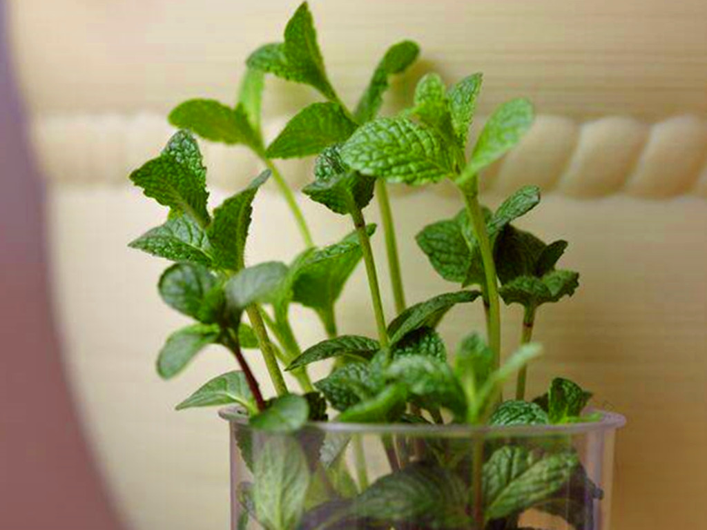 薄荷的3种繁殖方法,薄荷种子发芽了特别细弱怎么办