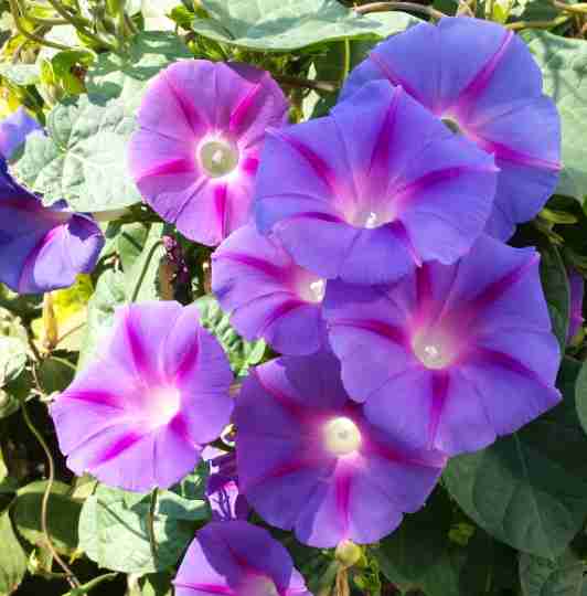 可爱的牵牛花作文400字,可爱的牵牛花的作文300字