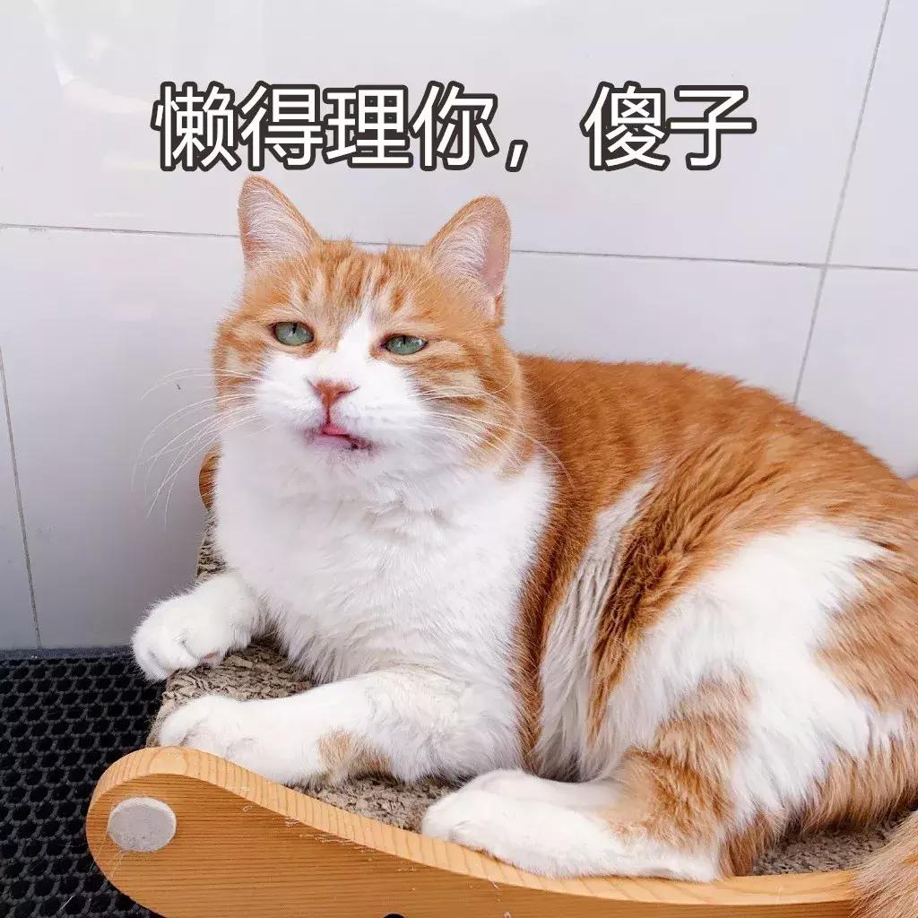 本国的猫可以听懂外国的猫叫吗 (中国的猫听得懂外国猫的叫声吗)