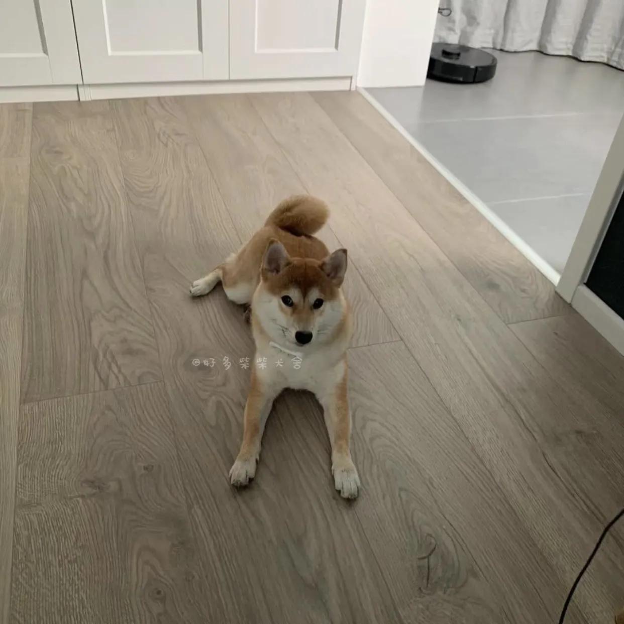 如何正确给狗狗驱虫,生产完的母柴犬几天驱虫