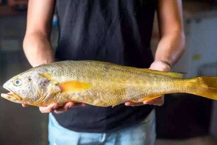 一条鱼卖了5000多,一条鱼卖到1500万