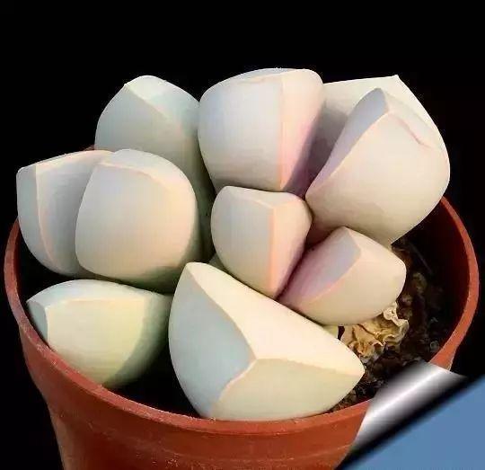 多肉生石花好看视频,多肉生石花开图