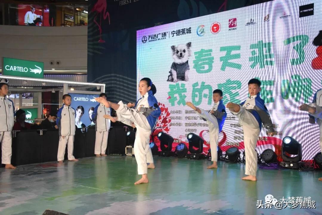 领养动物代替购买,关爱流浪动物让领养代替购买