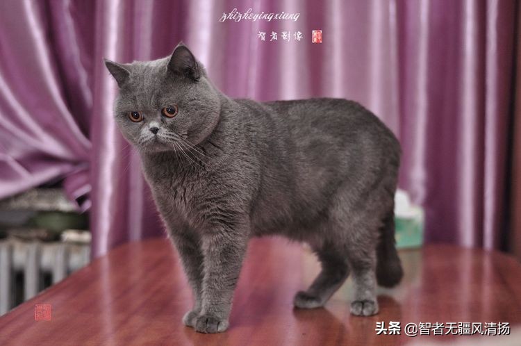 外国蓝猫,蓝猫是英国的吗