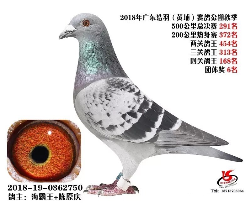 海霸王詹森纪录,冠霖公棚2017年获奖鸽欣赏