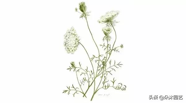 配角也很精彩小说,安妮女王的蕾丝花