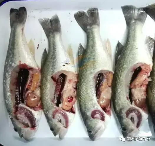 加州鲈下大雨如何防范,加州鲈下雨天需要停料吗