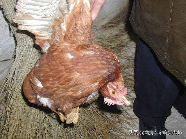 鸡出现新城疫用什么药,禽流感鸡瘟病