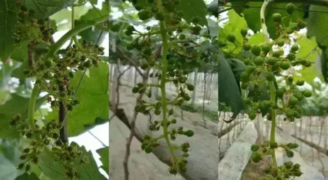 葡萄全年用药一览表2020,葡萄花后病害治疗方法