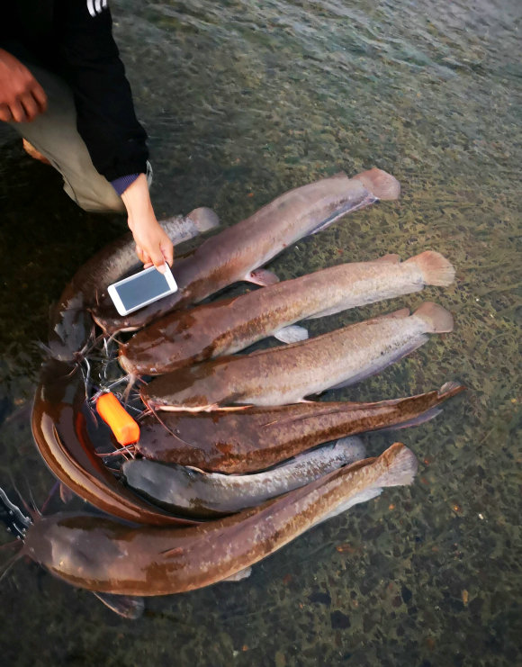 湖里出现大鱼视频,湖里惊现大鱼