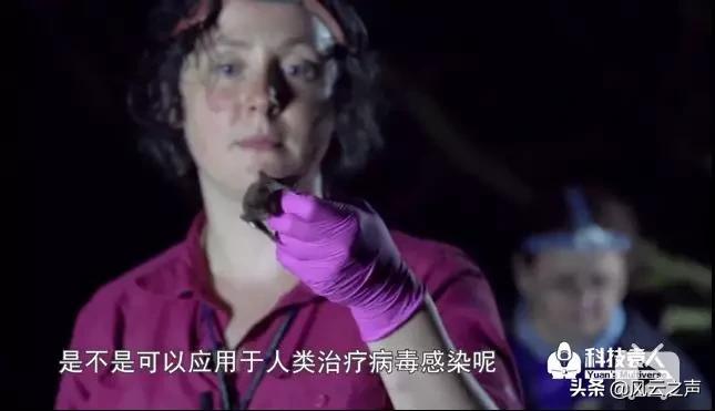 我就是研究蝙蝠的，还被咬过很多次......|躺倒大自然第15期