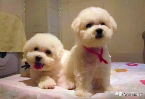 两个月的比熊吐拉稀没精神怎么办,三个月比熊刚买回来怎么养