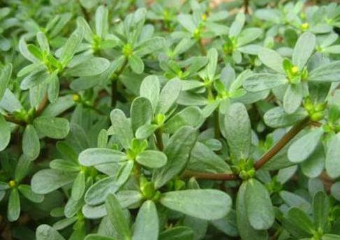 鸡瘟不可怕有一种中药帮你搞定,怎样用中药预防鸡瘟