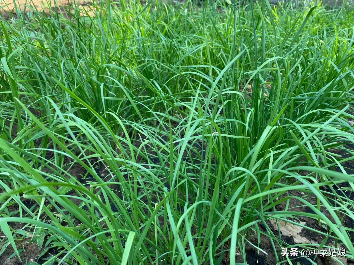 在家种菜如何防治地下害虫,菜园地下害虫怎么防治