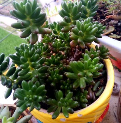 鹿角海棠叶子为何发皱,鹿角海棠干瘪发皱了如何救活