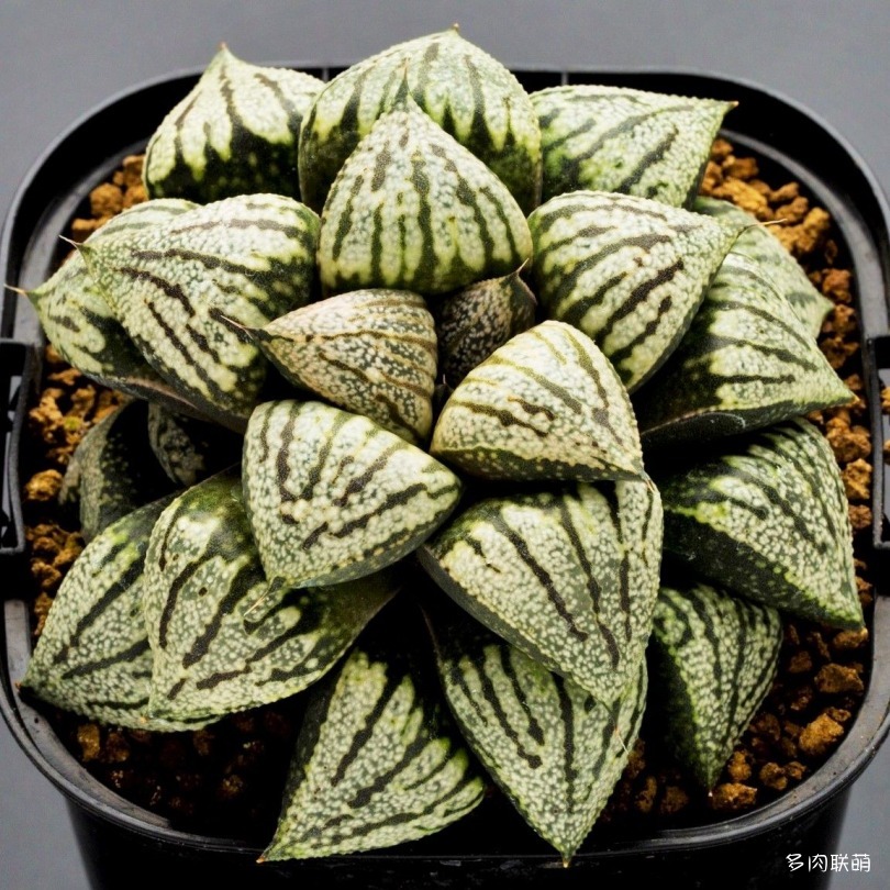 多肉玉露寿的品种图鉴,多肉植物欣赏