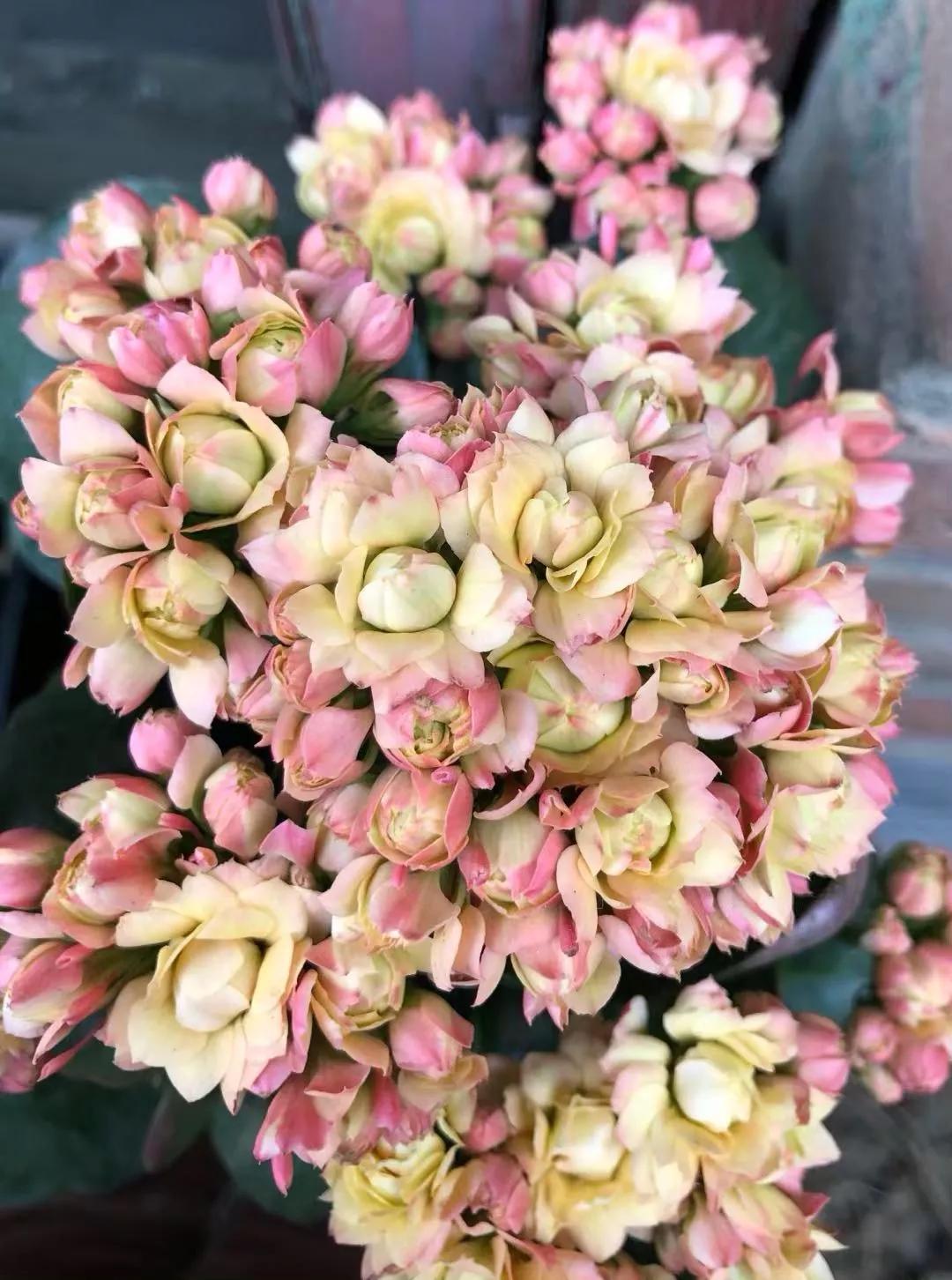 长寿花，寓意好、开花漂亮，花期长，品种多达300个