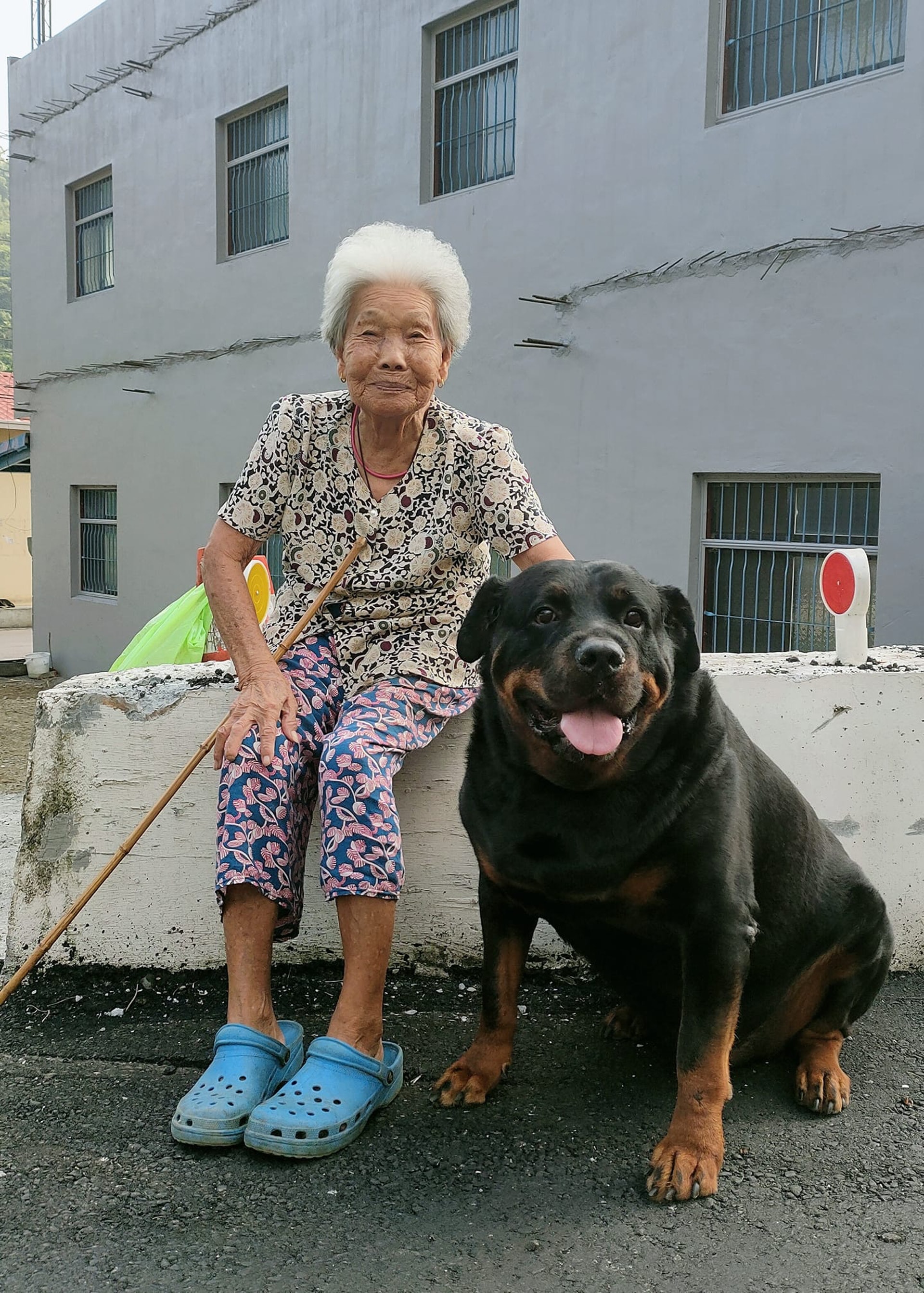 罗威纳成为奶奶的拐杖,120斤罗威纳犬视频