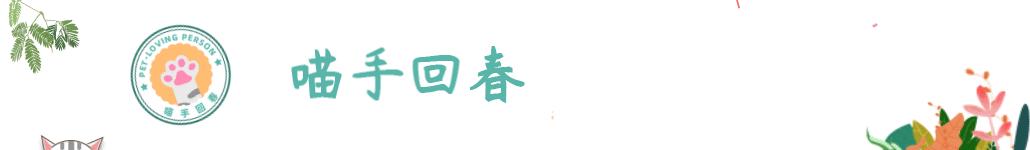 即将成精的小泰迪,小泰迪为什么成精