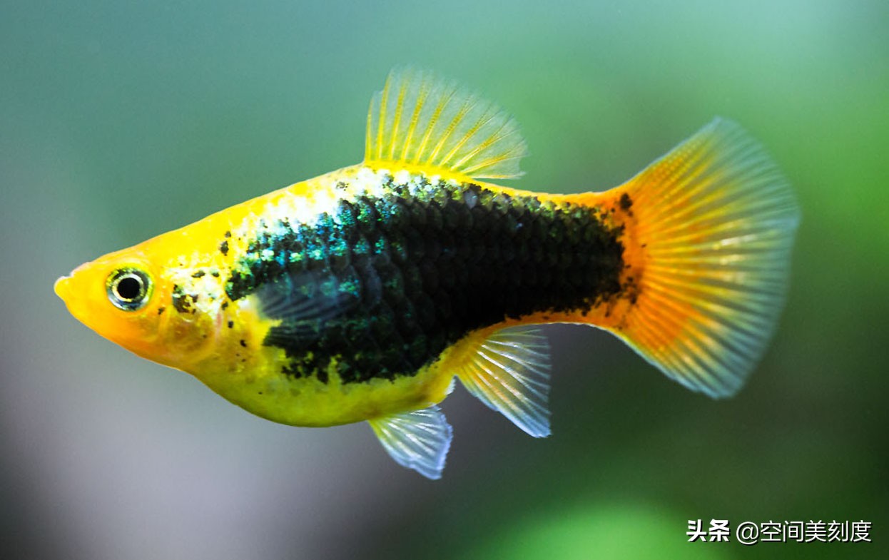 水中精灵鱼儿戏水,水中精灵鱼缸