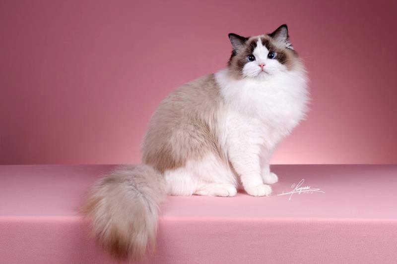 后院猫是什么,后院布偶猫什么意思