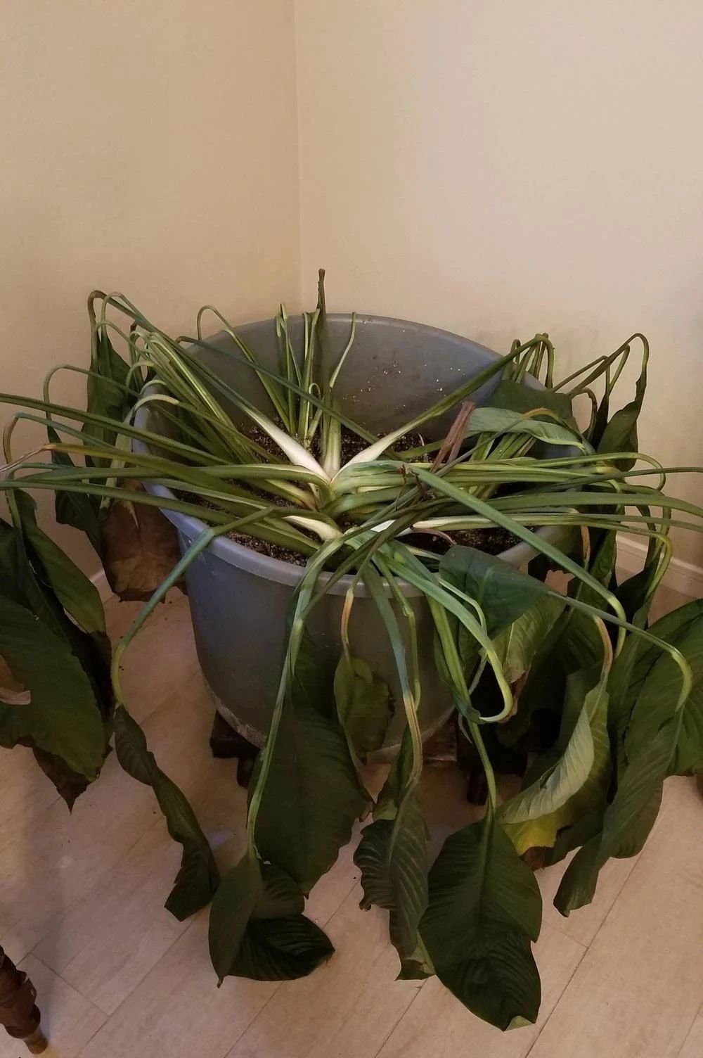 4个方法植物很容易烂根黄叶,浇水多了花枯萎了怎么救活