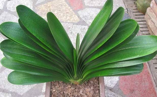 家中常备的4种药,阿司匹林对扦插花卉生根有作用吗