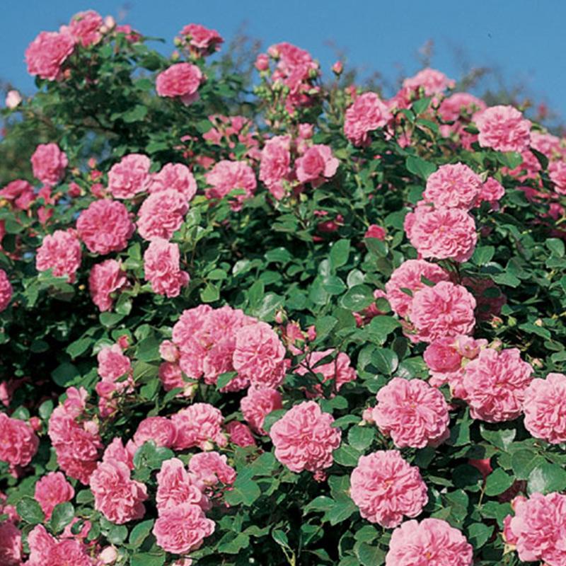 这些花“好看又好养”，不怕高温不怕晒，适合新手夏天养