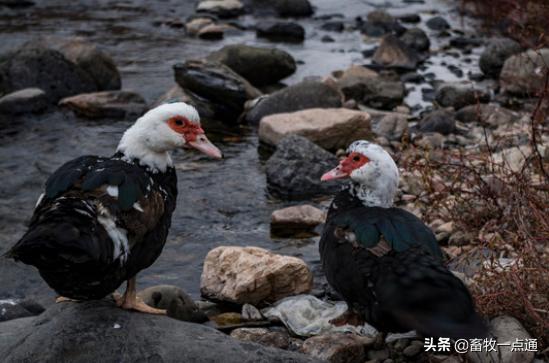 鸭人工授精后的第一个受精蛋,鸭人工授精的方法