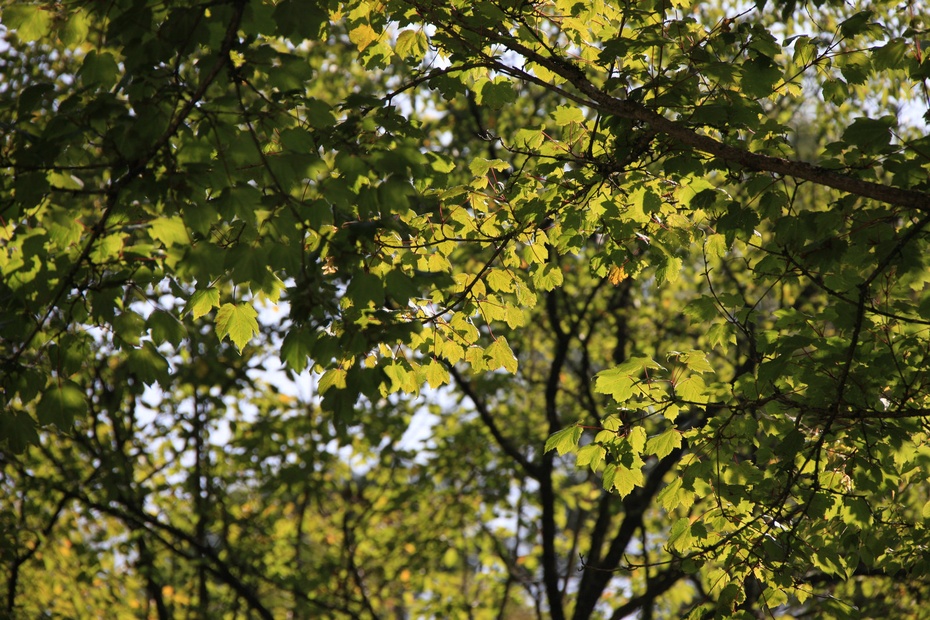 米亚罗-大美理礼县