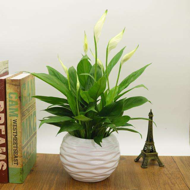 白掌为什么不能长期养,白掌一帆风顺在卧室里养好不好