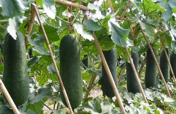 罗志祥与周扬青的瓜你们吃了吗,罗志祥和周扬青吃的瓜