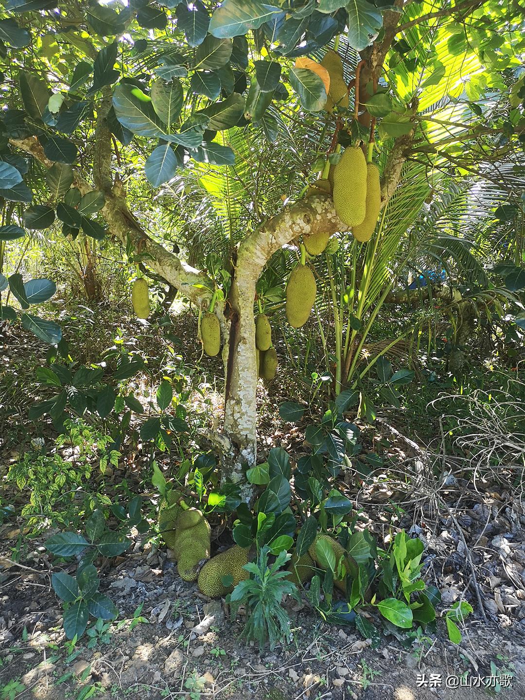 石家庄自驾海南旅游攻略,石家庄到海南三亚自驾游最佳路线