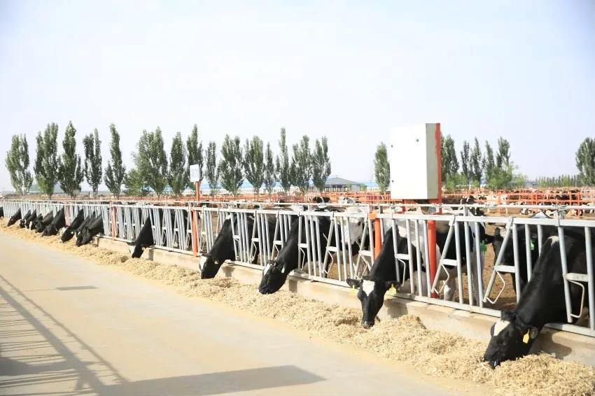 涓浗鍦ｇ墽鍙戝睍瓒嬪娍濡備綍,鍦ｇ墽甯傚満鍓嶆櫙濡備綍