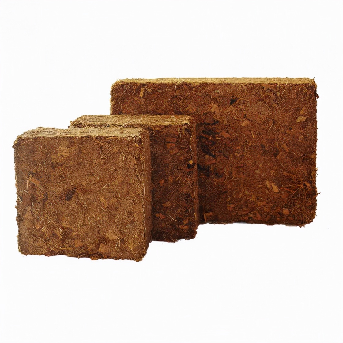 如何在美国种植生姜,露台生姜种植方法图解