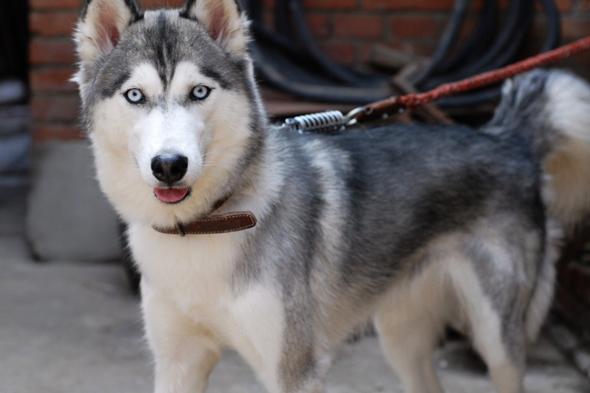 士奇打完疫苗拉稀怎么回事？需要治疗吗？怎么调理