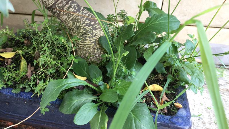 新手也能学会的修剪盆景技巧,枸杞盆景修剪技巧图解