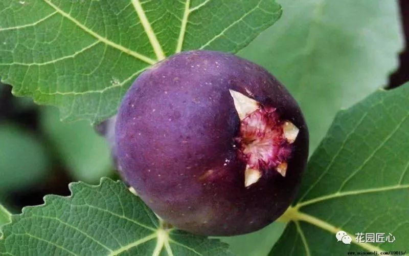 想自己种一棵树,想种自己的树