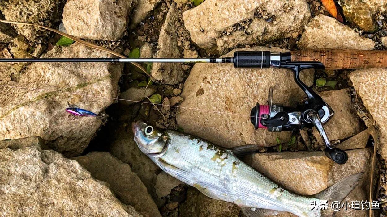 南昌有哪些地方可以路亚钓翘嘴,赣江路亚翘嘴