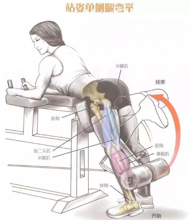 腿部前侧肌肉的训练方法,腿部核心稳定训练