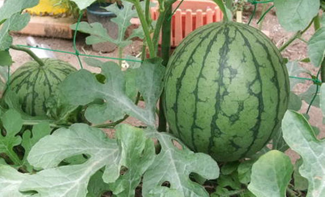 西瓜长势过旺不结瓜怎么办,西瓜旺长没有雌花怎么办