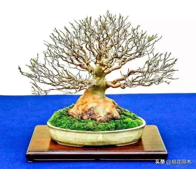 日本红枫和中国红枫有什么区别,日本红枫和中国红枫盆景的区别