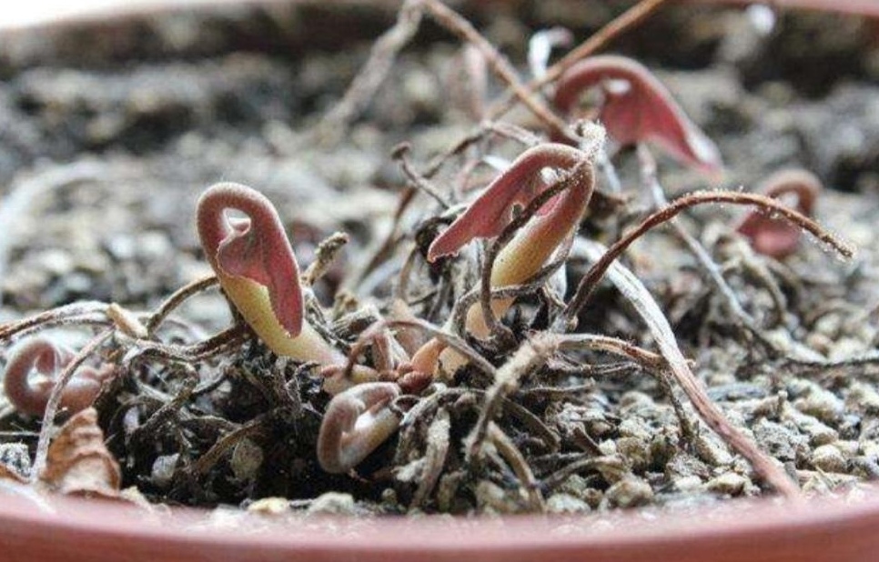 仙客来叶子发黄不发蔫怎么办,仙客来叶子蔫了千万不要扔