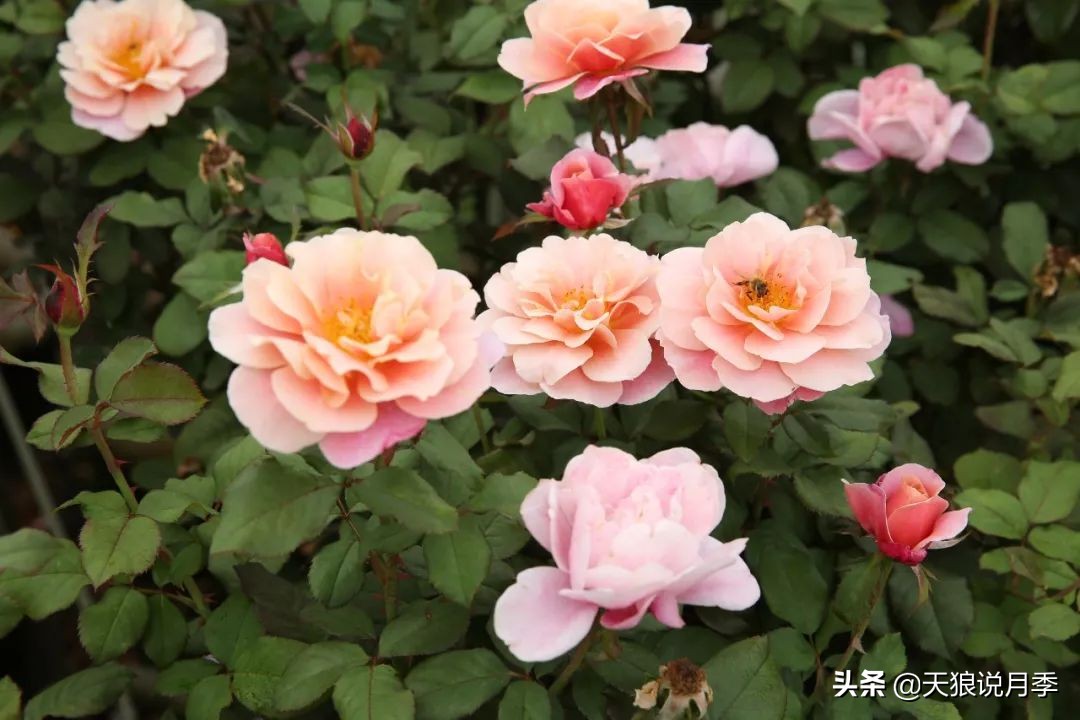 复古色月季什么品种的花好看,值得入手的复古色月季