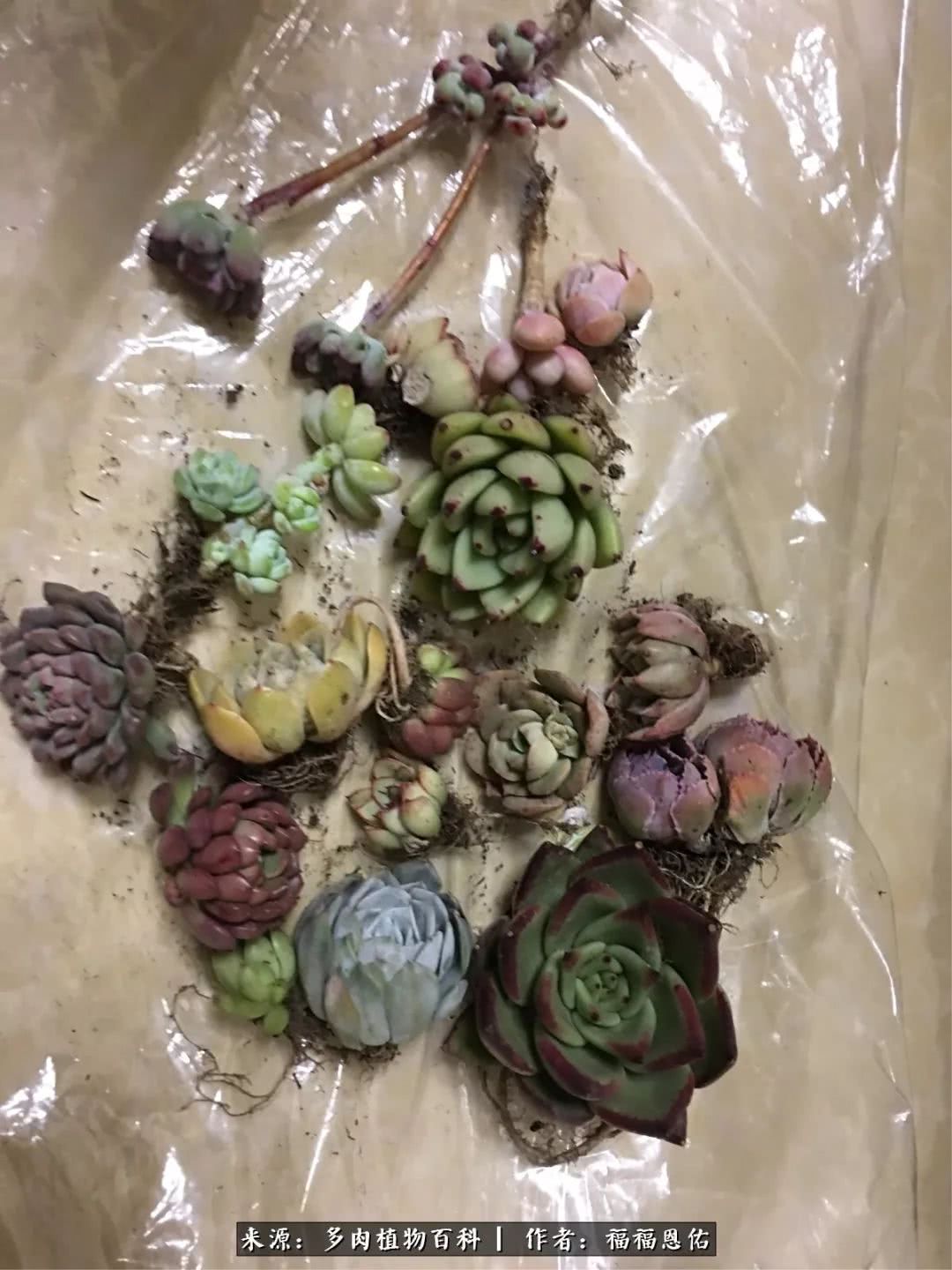 买买买，千里迢迢来相见，新的多肉成员来啦！