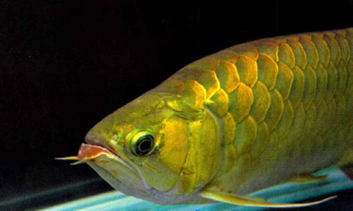 龙鱼活化石价格,最值得饲养的龙鱼