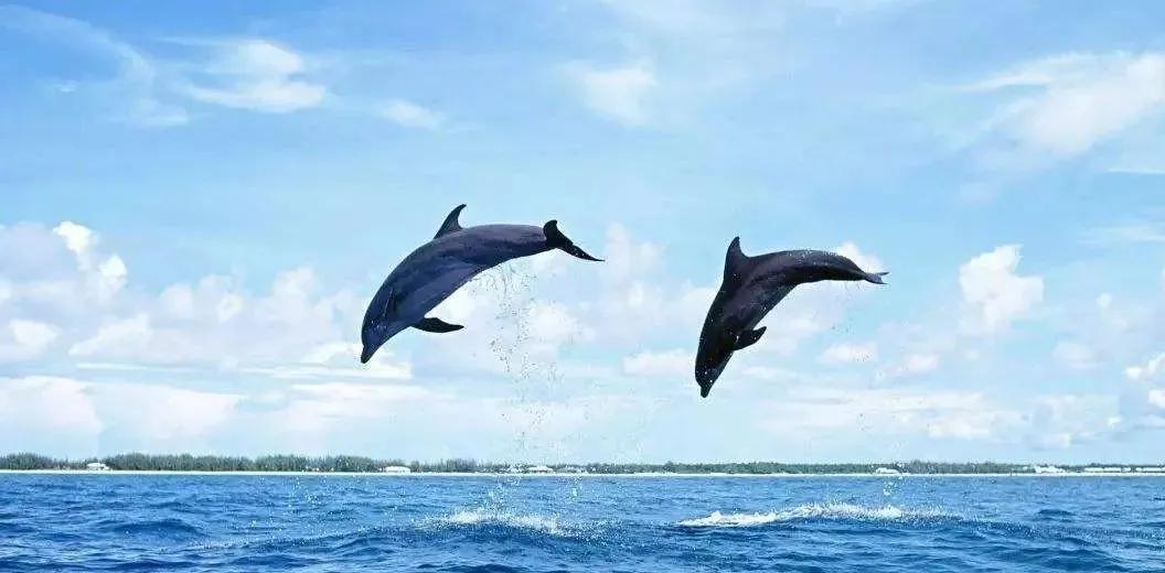 疫情期,聪明人在做什么?在宿务买别墅拿长签,养老、教育全搞定!