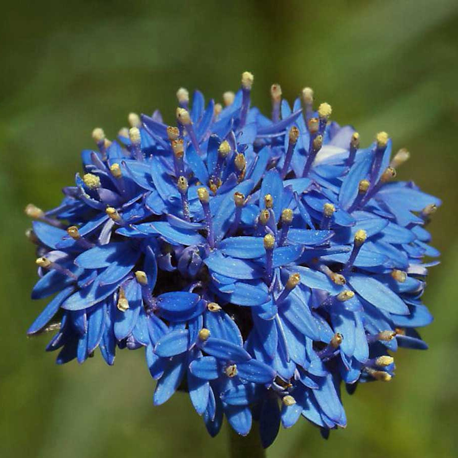 十种蓝色花,常见的六种蓝色花